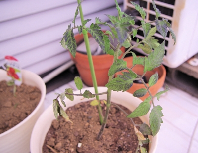 5月29日、鉢植えした苗のトマト