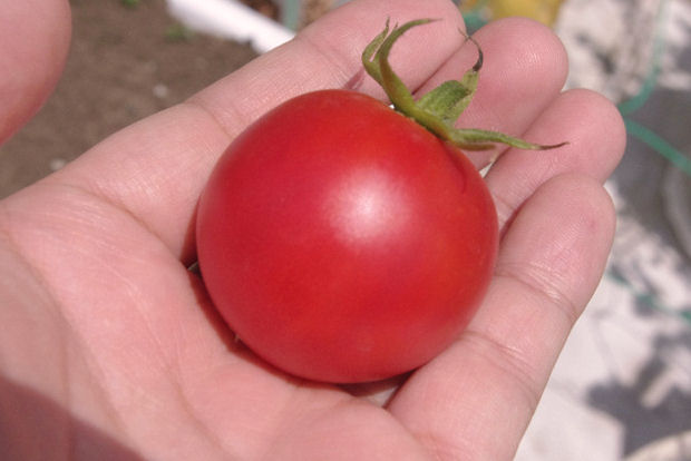 熟したトマトが採れる