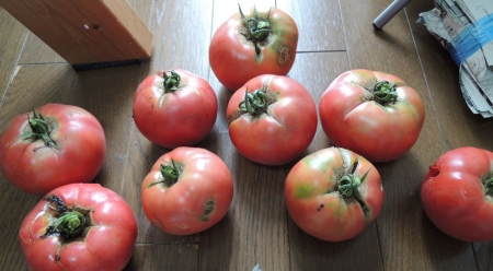 畑のトマトはひび割れが多い
