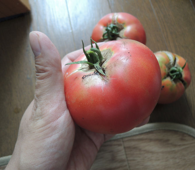 大きなトマトの実