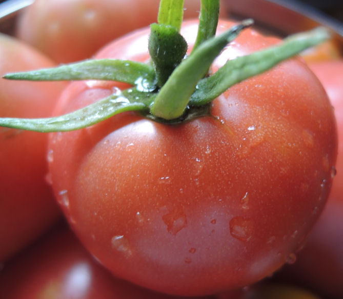自家製トマト