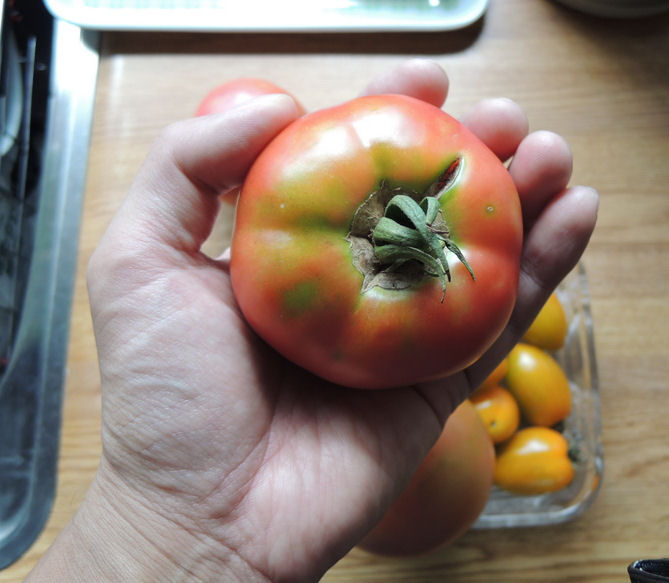 畑で採れたトマト