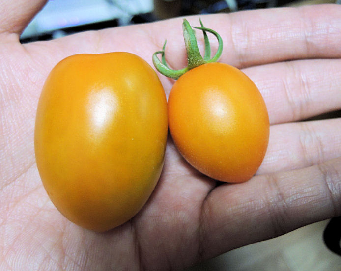 プチトマトも大きさが違う