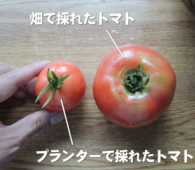 畑で採れたトマトとプランターで採れたトマト